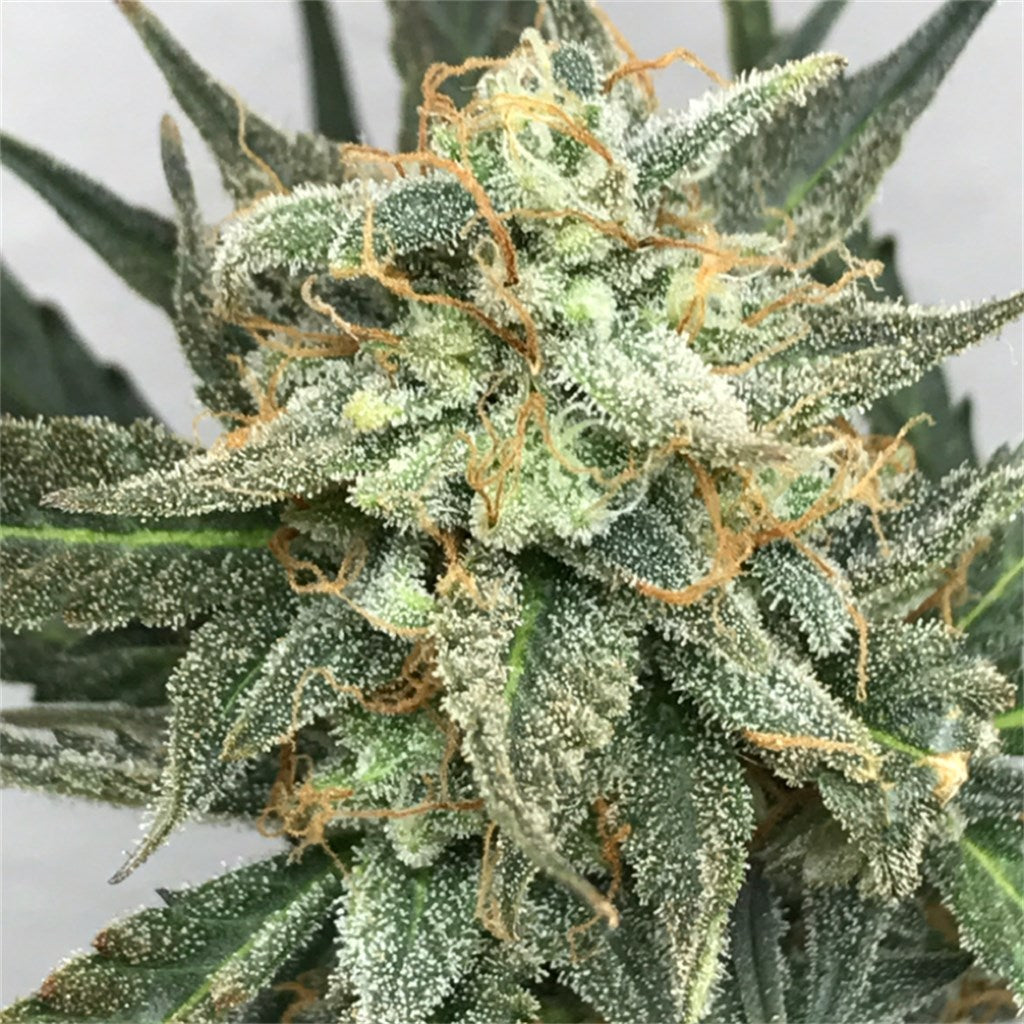 Fruit Punch marijuana strain flower with tree fruit and tropical flavor and energetic / focused effects - Rare Harvest sativa