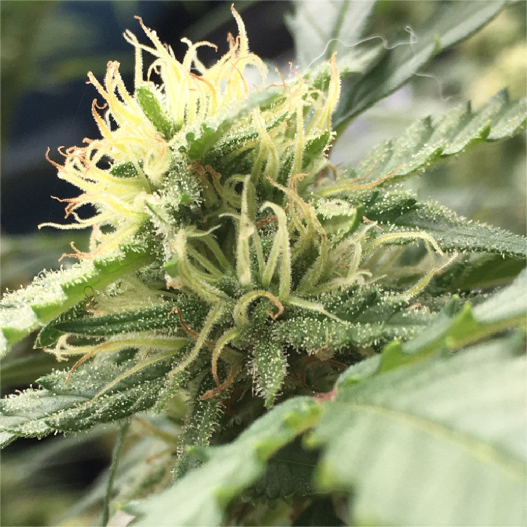 Fruity Chronic Juice marijuana strain flower with grapefruit and citrus flavor and relaxed / talkative effects - Rare Harvest indica
