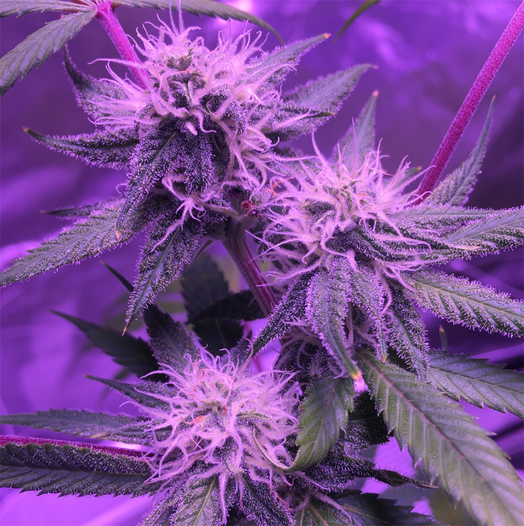 Full Moon marijuana strain flower with tropical and earthy flavor and energetic / uplifted effects - Rare Harvest sativa