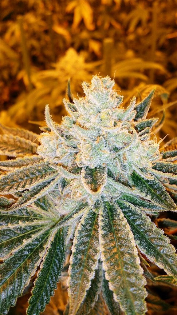 Future marijuana strain flower with diesel and earthy flavor and aroused / relaxed effects - Rare Harvest hybrid