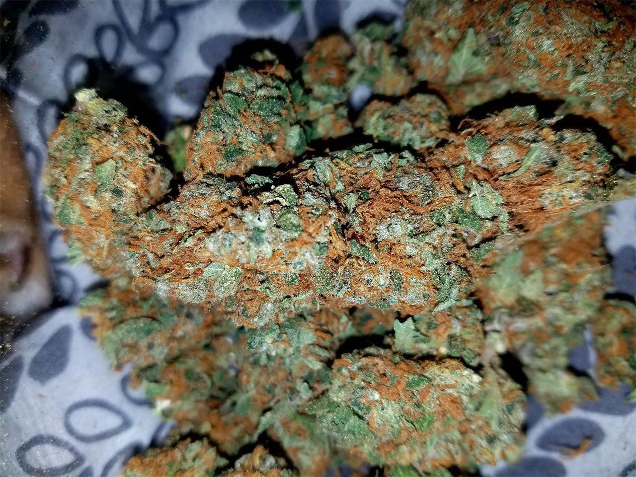 G13 Haze marijuana strain flower with pepper and pine flavor and euphoric / happy effects - Rare Harvest hybrid