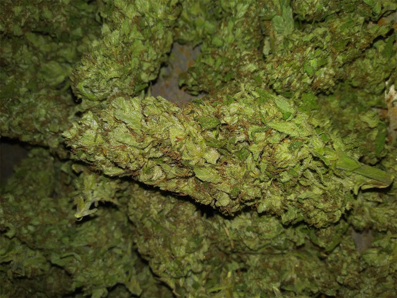 G13 marijuana strain flower with earthy and pine flavor and sleepy / euphoric effects - Rare Harvest indica