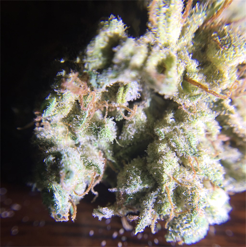 Galactic Jack marijuana strain flower with grapefruit and honey flavor and focused / energetic effects - Rare Harvest sativa