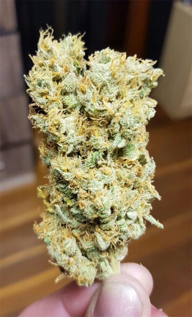 Garlic marijuana strain flower with pepper and woody flavor and relaxed / sleepy effects - Rare Harvest indica