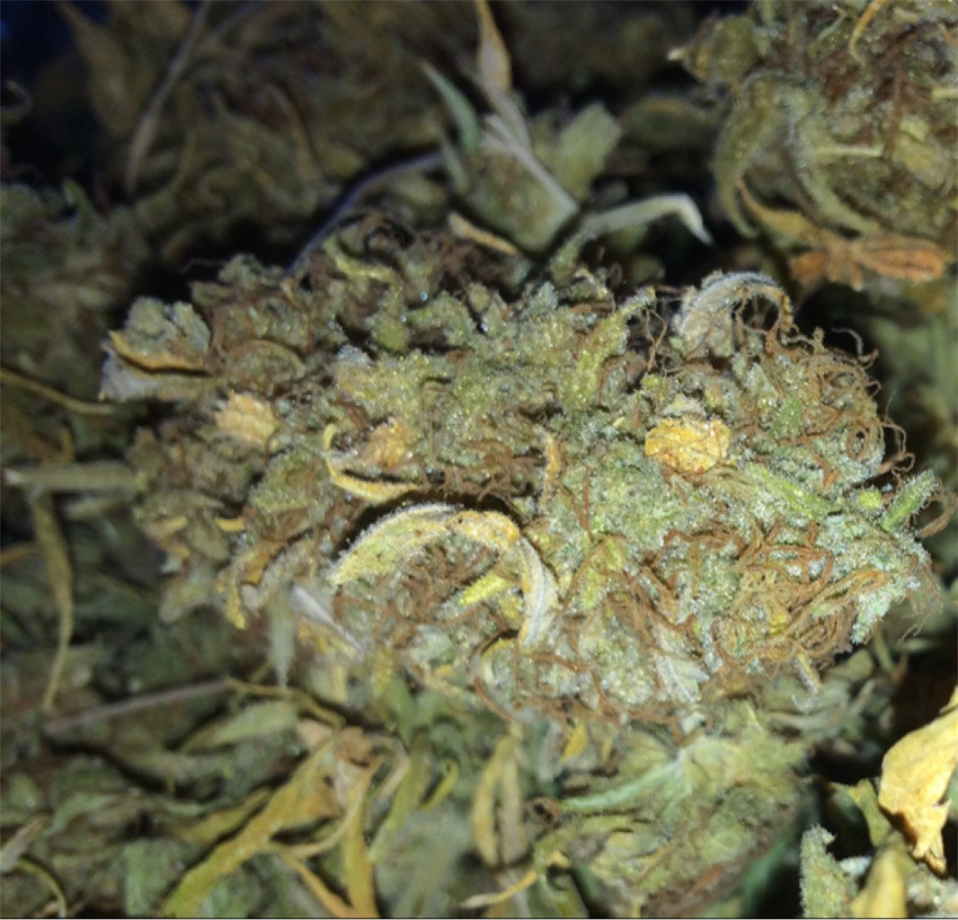 Ghost OG Moonshine marijuana strain flower with blueberry and woody flavor and energetic / talkative effects - Rare Harvest indica