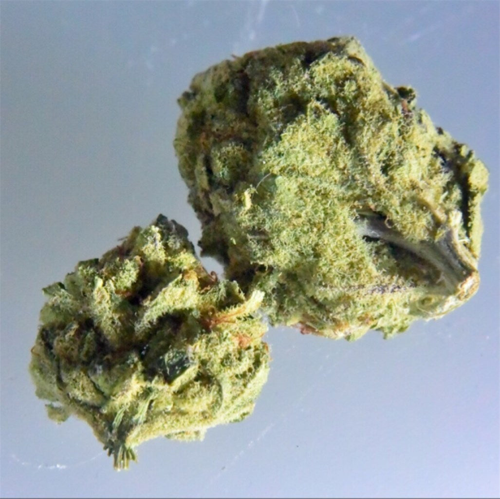 Ghost OG marijuana strain flower with citrus and pine flavor and relaxed / sleepy effects - Rare Harvest hybrid