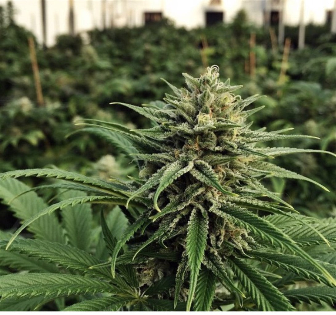 GI001 marijuana strain flower with lime and lemon flavor and creative / energetic effects - Rare Harvest hybrid