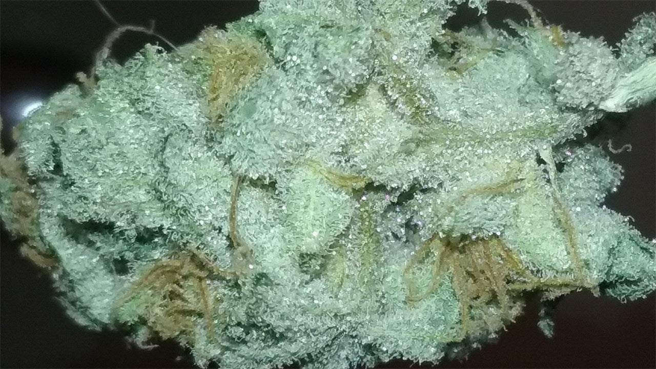 Gigabud marijuana strain flower with apricot and tree fruit flavor and hungry / sleepy effects - Rare Harvest indica