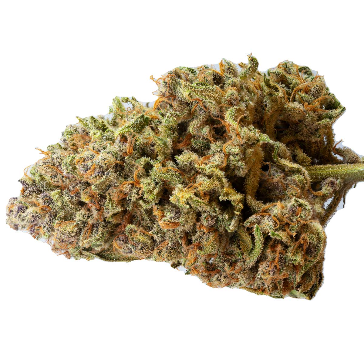 Papaya Zoap Auto marijuana strain flower - Rare Harvest hybrid