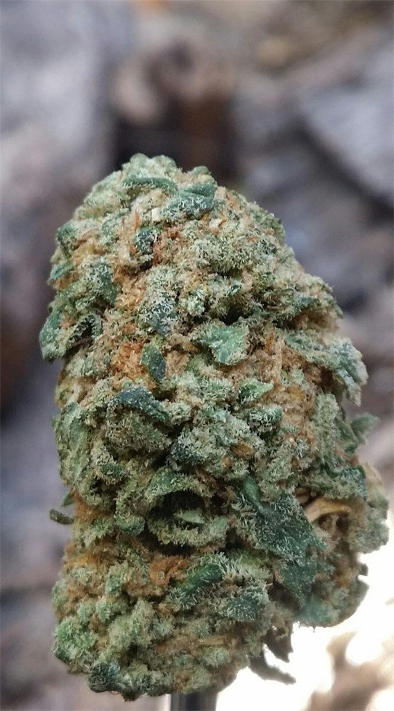 Glass Slipper marijuana strain flower with tea and sweet flavor and uplifted / talkative effects - Rare Harvest hybrid