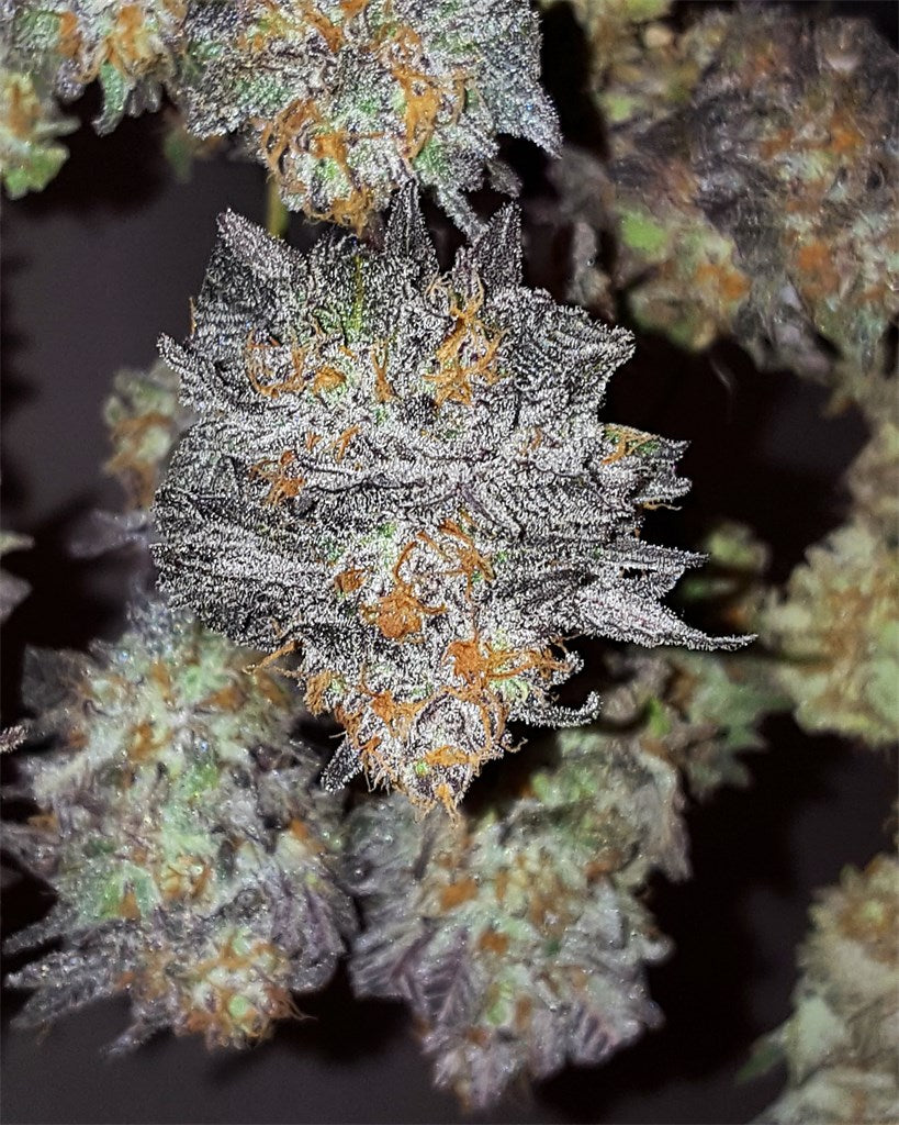 Gobbilygoo marijuana strain flower with rose and berry flavor and hungry / sleepy effects - Rare Harvest indica