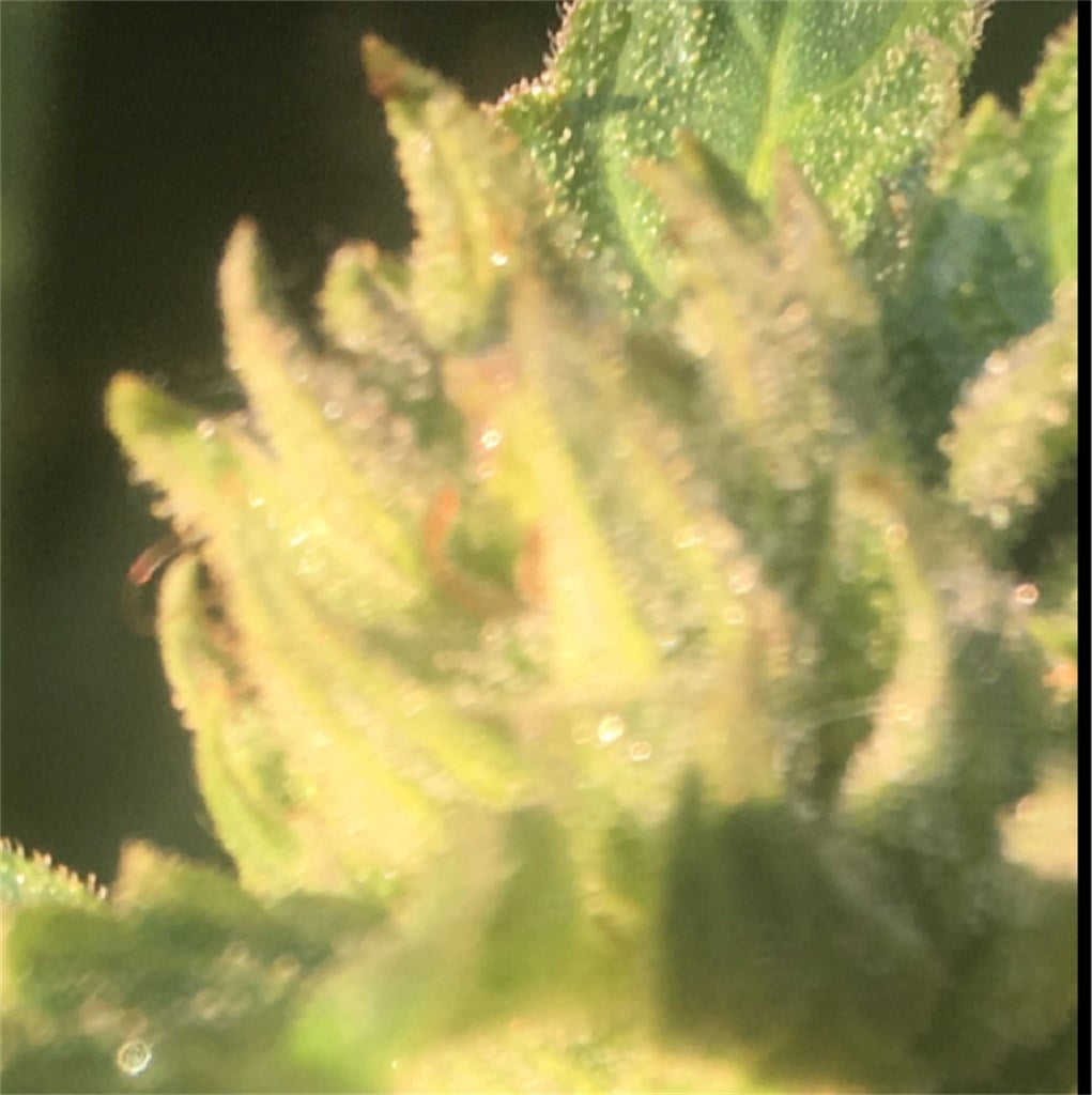 God Bud marijuana strain flower with earthy and pungent flavor and sleepy / relaxed effects - Rare Harvest indica