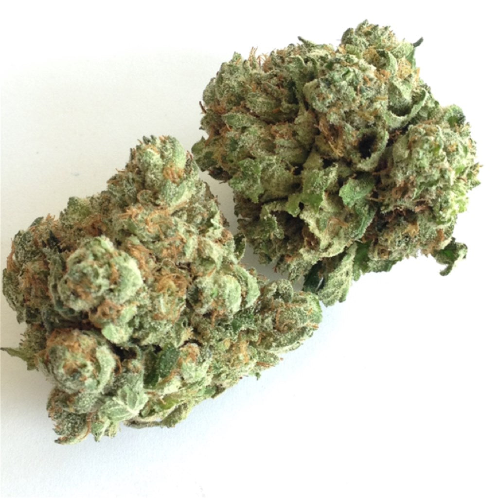 Godzilla Glue marijuana strain flower with pungent and earthy flavor and relaxed / sleepy effects - Rare Harvest hybrid