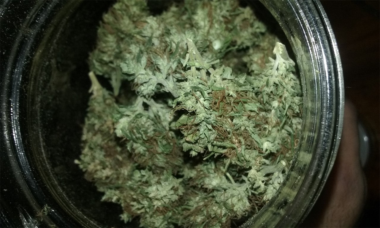 Godzilla marijuana strain flower with mint and berry flavor and hungry / sleepy effects - Rare Harvest indica
