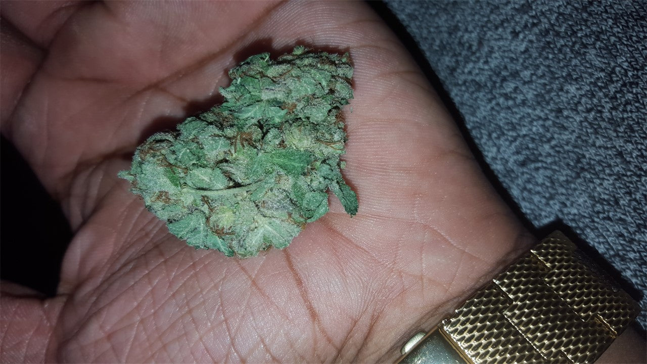 Gog & Magog marijuana strain flower with pungent and sweet flavor and sleepy / uplifted effects - Rare Harvest indica