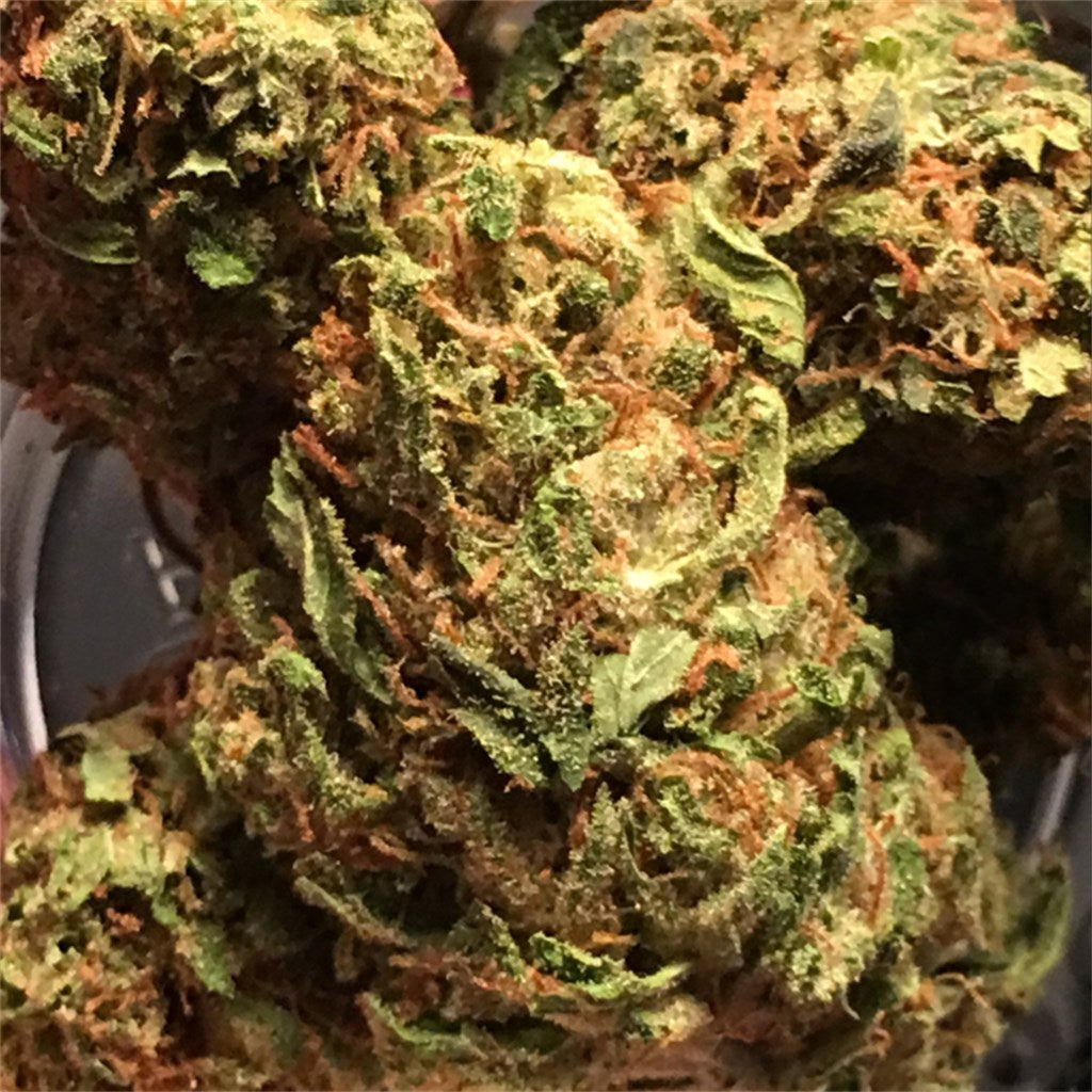 Golden Gage marijuana strain flower with pepper and diesel flavor and energetic / talkative effects - Rare Harvest hybrid