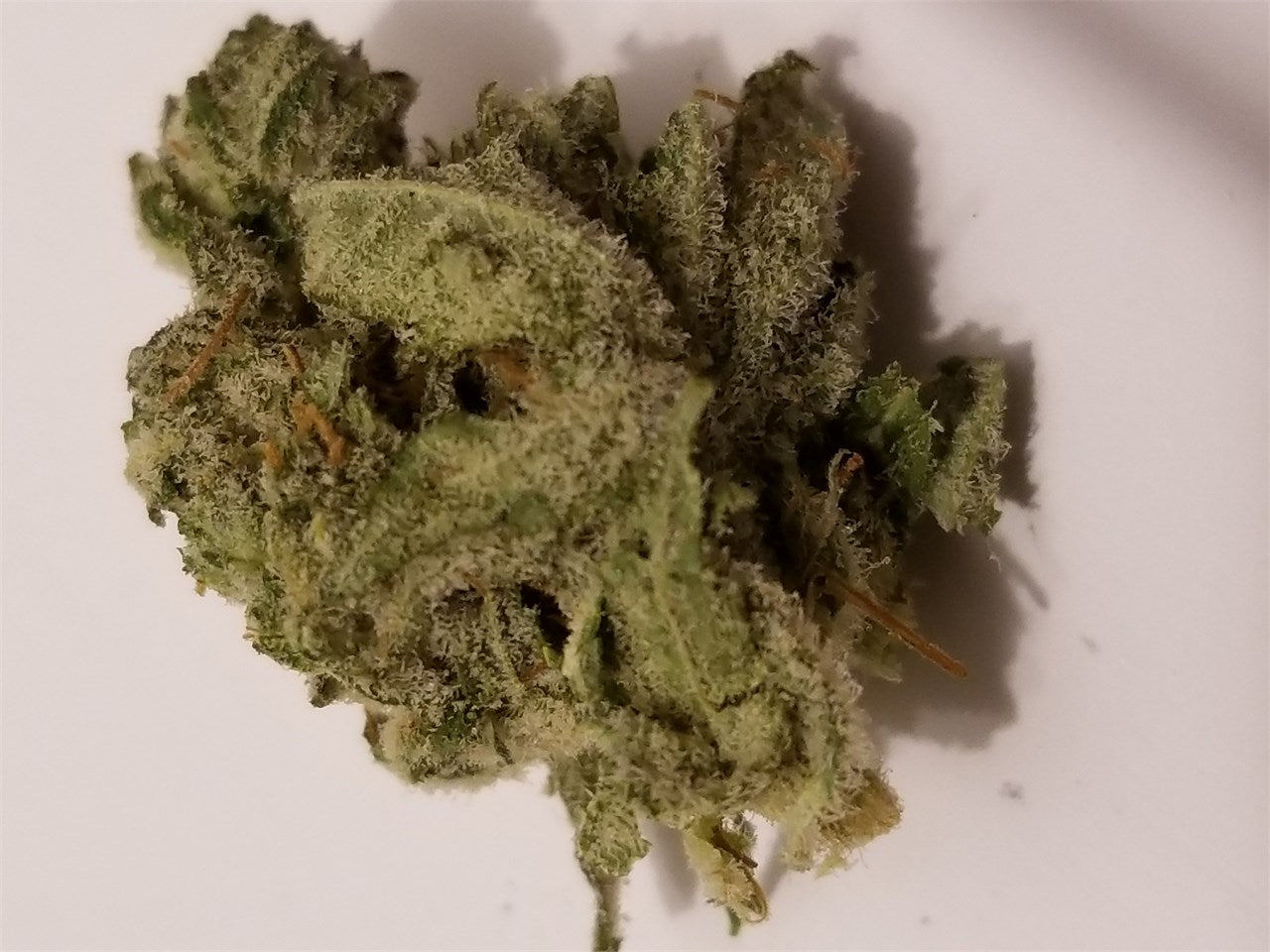 Golden Lemon marijuana strain flower with lemon and citrus flavor and relaxed / tingly effects - Rare Harvest hybrid