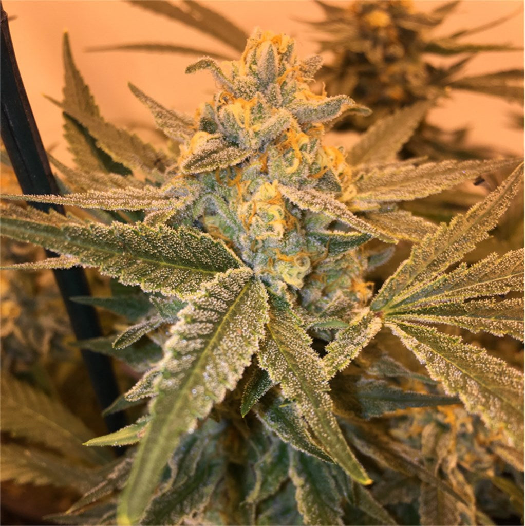 Golden Nugget marijuana strain flower with skunk and tropical flavor and focused / creative effects - Rare Harvest hybrid