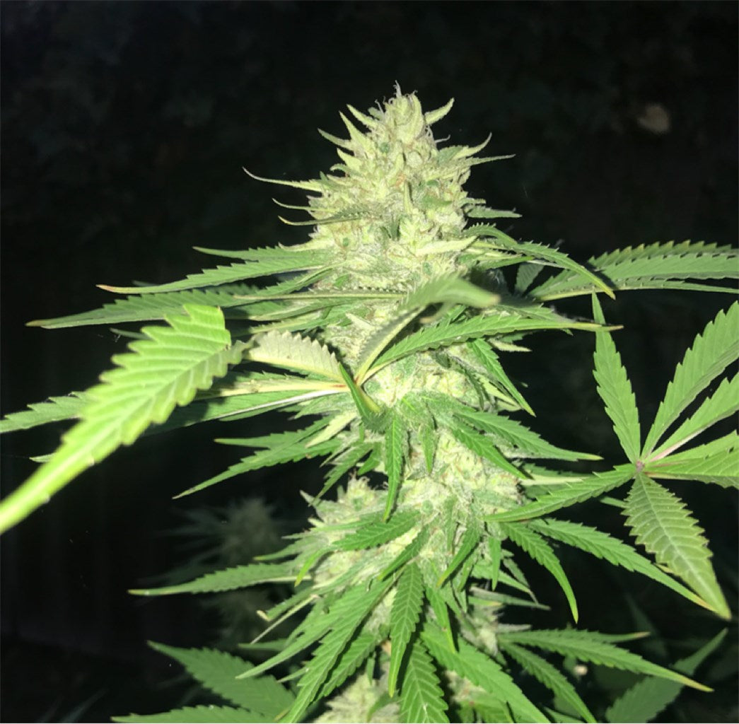 GG5 marijuana strain flower with diesel and earthy flavor and relaxed / sleepy effects - Rare Harvest hybrid