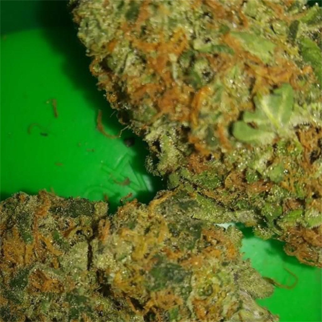 Gorilla Grips marijuana strain flower with blueberry and diesel flavor and uplifted / sleepy effects - Rare Harvest indica
