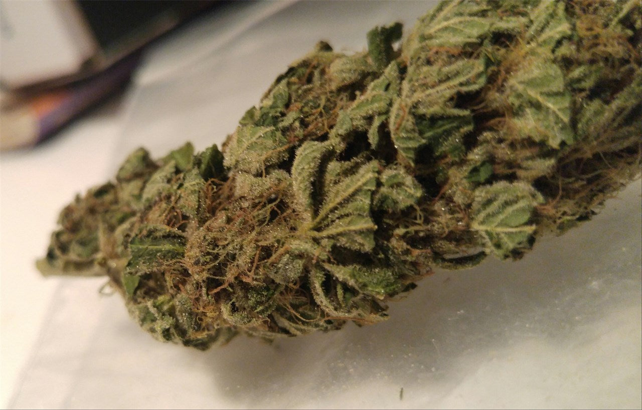 Gorkle marijuana strain flower with sweet flavor and creative / uplifted effects - Rare Harvest sativa