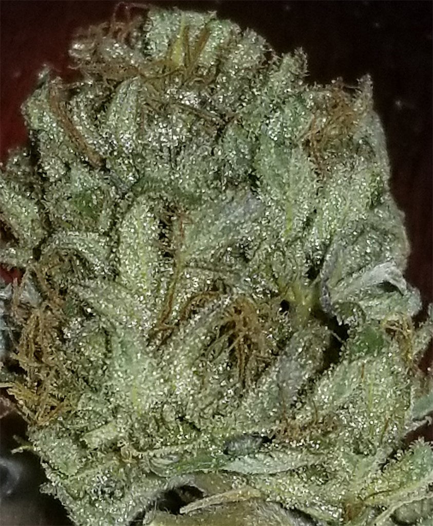 Grape Ape marijuana strain flower with grape and berry flavor and sleepy / relaxed effects - Rare Harvest indica