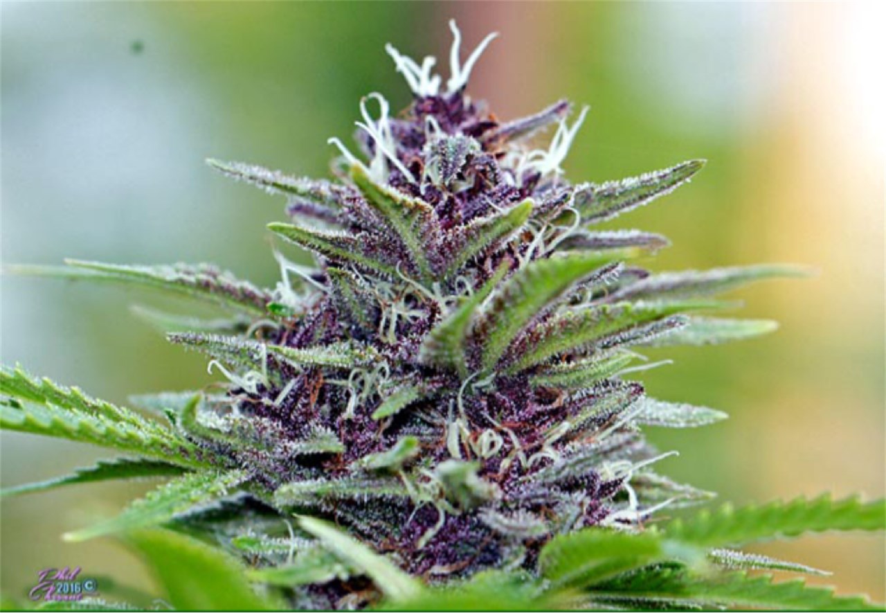 Grape Calyx marijuana strain flower with grape and berry flavor and creative / energetic effects - Rare Harvest hybrid