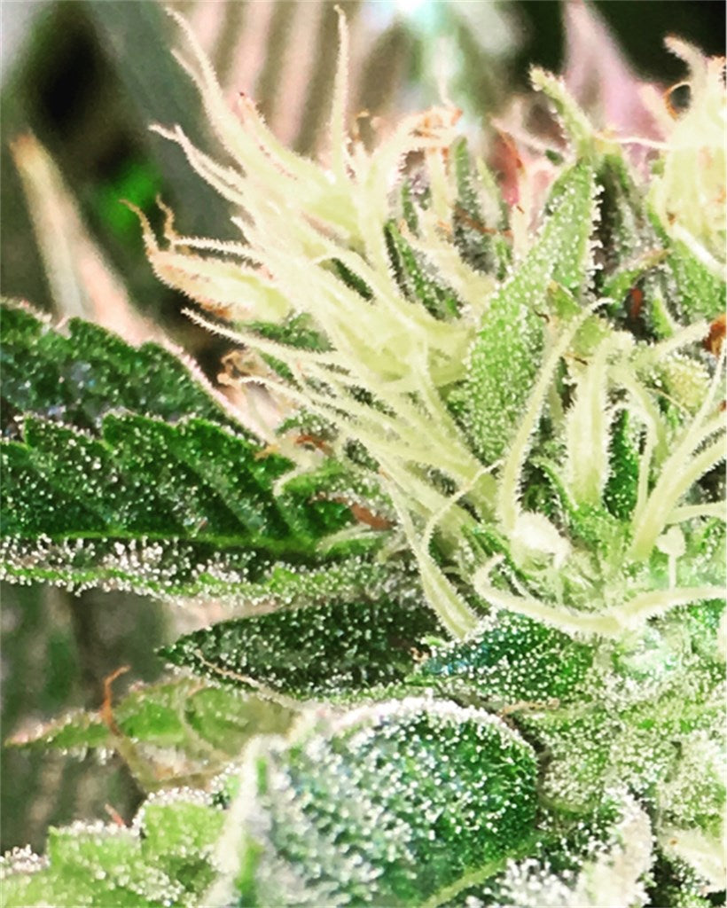 Grape Kush marijuana strain flower with grape and berry flavor and sleepy / relaxed effects - Rare Harvest hybrid