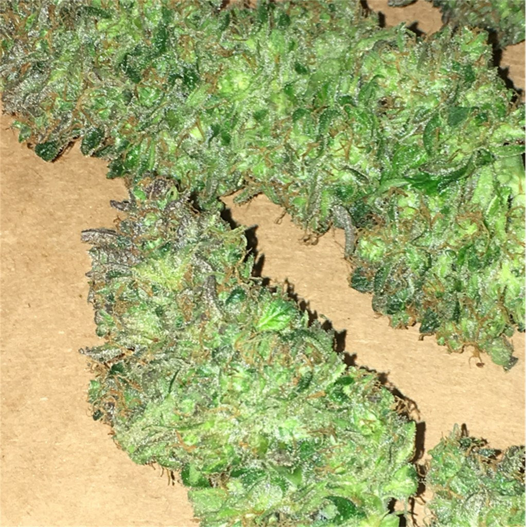 Grapefruit Diesel marijuana strain flower with grapefruit and diesel flavor and focused / talkative effects - Rare Harvest hybrid