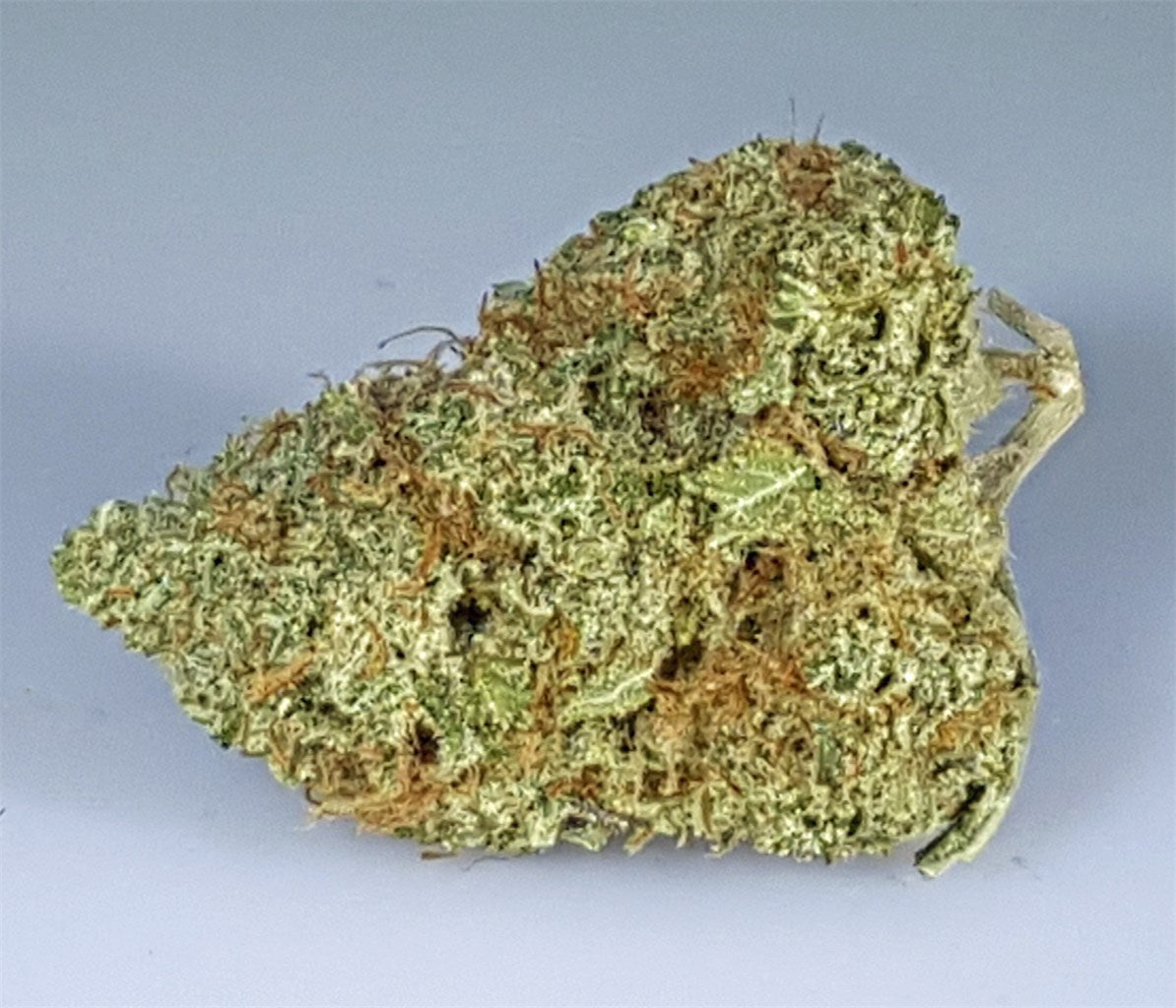 Grapefruit Kush marijuana strain flower with grapefruit and citrus flavor and aroused / euphoric effects - Rare Harvest hybrid