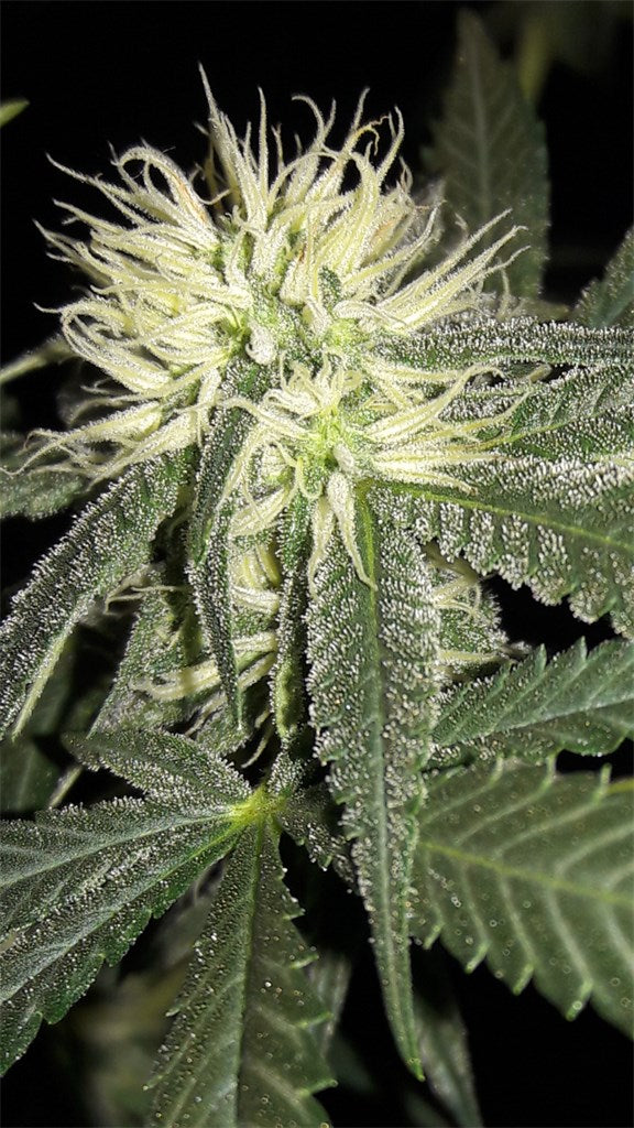 Grapefruit marijuana strain flower with grapefruit and citrus flavor and energetic / uplifted effects - Rare Harvest sativa