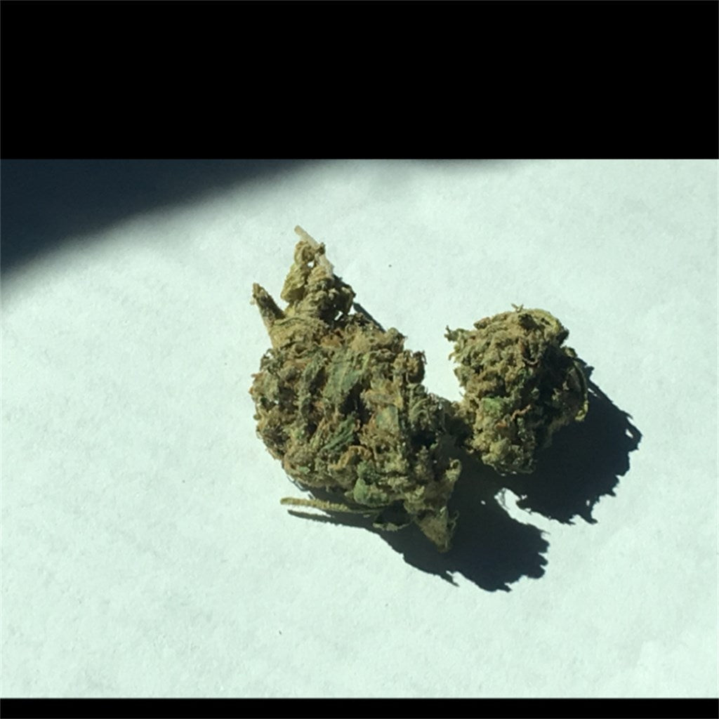 Green Cheese marijuana strain flower with cheese and blue cheese flavor and energetic / creative effects - Rare Harvest hybrid