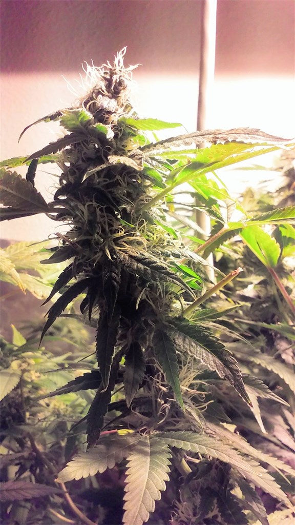 Green Crack Extreme marijuana strain flower with lime and sweet flavor and focused / energetic effects - Rare Harvest sativa