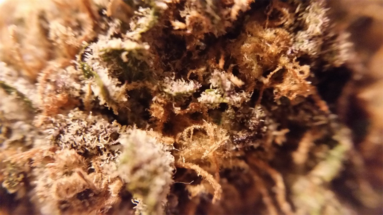 Green Crack marijuana strain flower with citrus and mango flavor and energetic / focused effects - Rare Harvest sativa