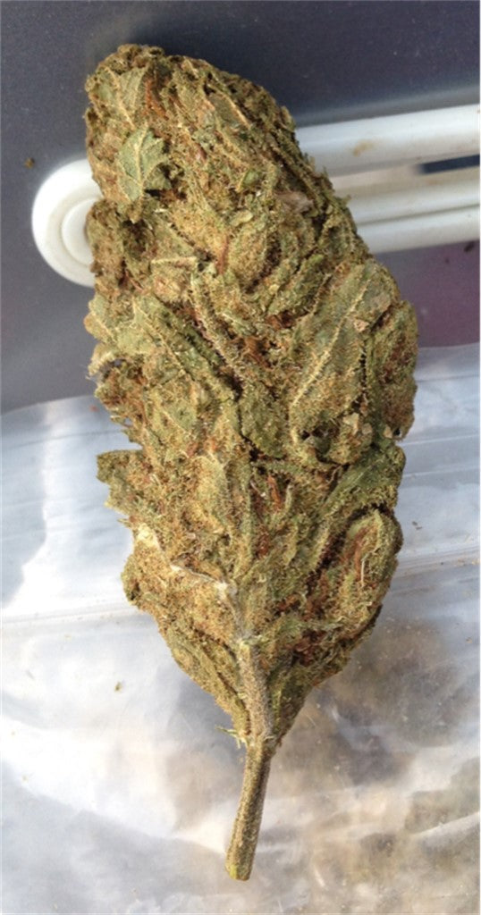 Green Haze marijuana strain flower with tea and woody flavor and talkative / focused effects - Rare Harvest sativa