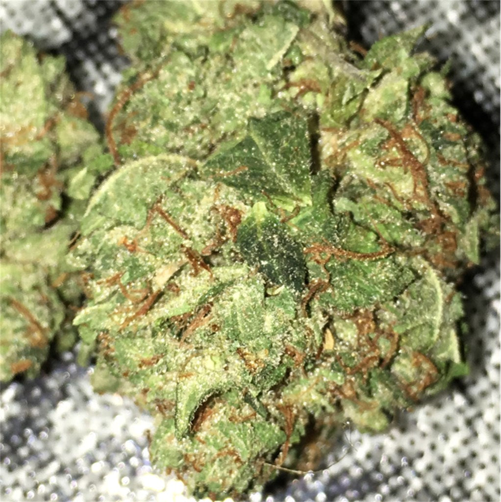 Green Hornet marijuana strain flower with tea and tree fruit flavor and energetic / euphoric effects - Rare Harvest hybrid