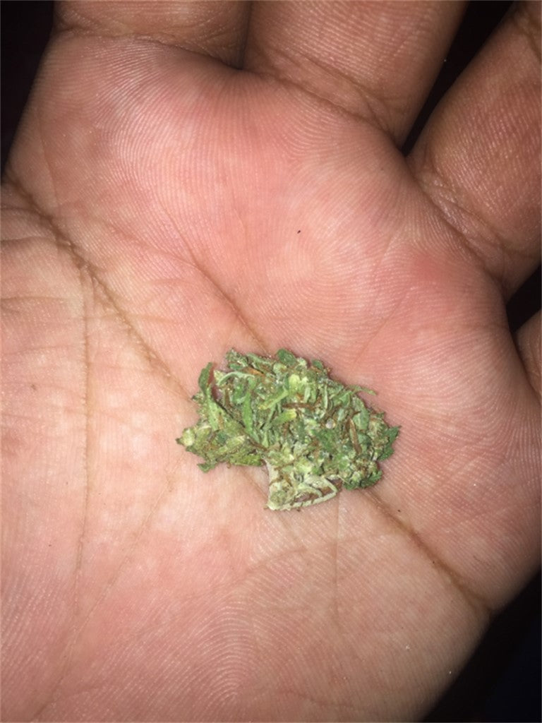 Green Lantern marijuana strain flower with pine and pepper flavor and focused / talkative effects - Rare Harvest sativa