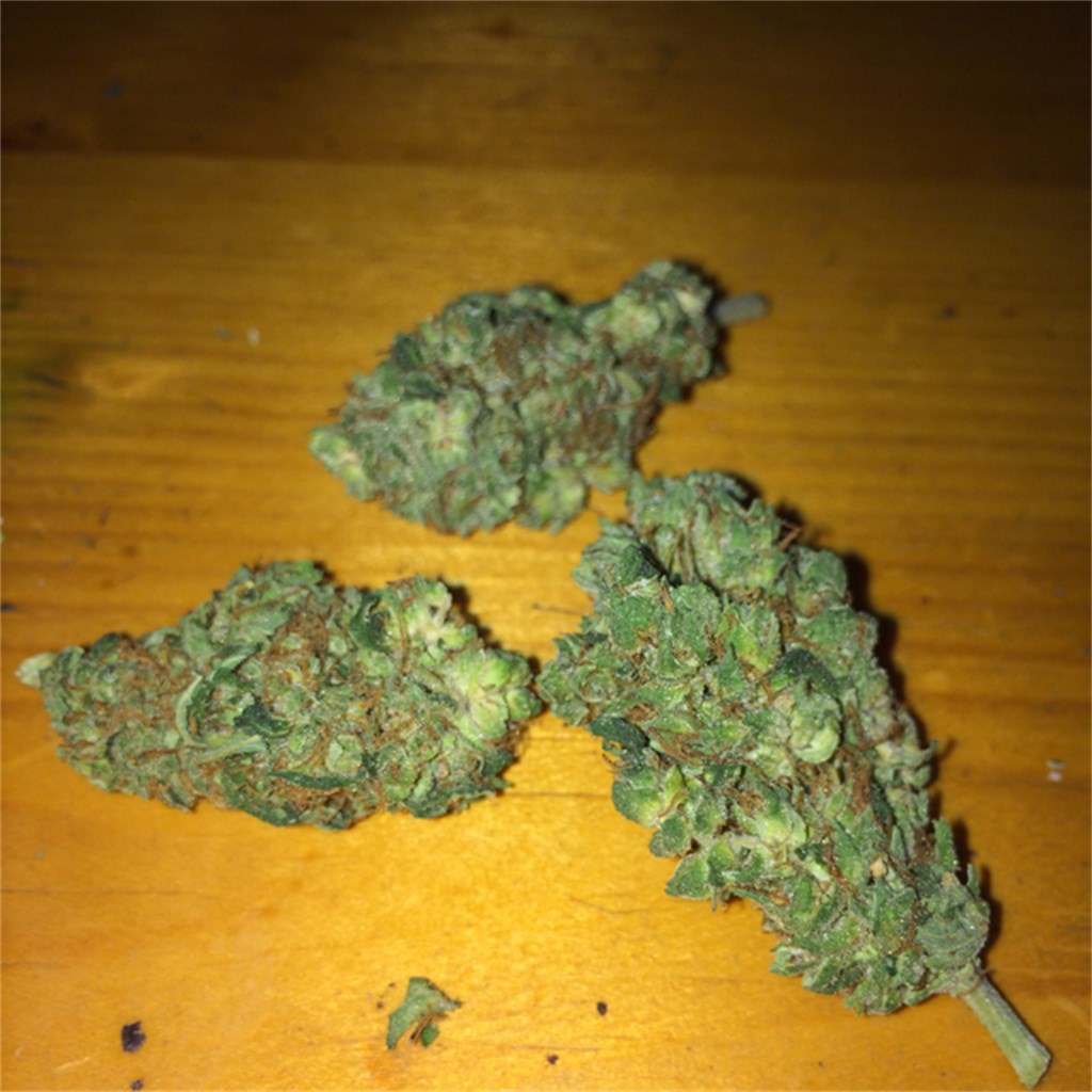 Green Mango marijuana strain flower with blue cheese and cheese flavor and energetic / talkative effects - Rare Harvest indica