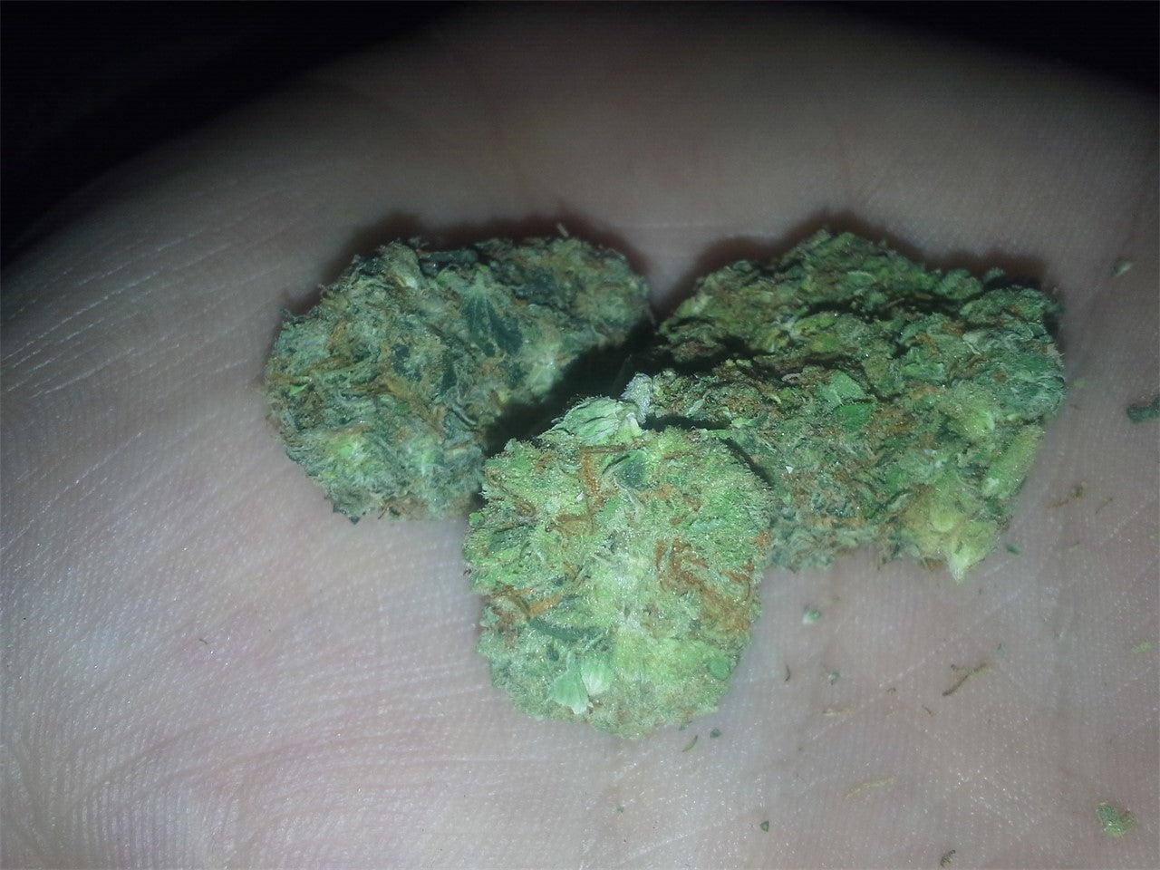 Green Python marijuana strain flower with diesel and woody flavor and creative / energetic effects - Rare Harvest indica