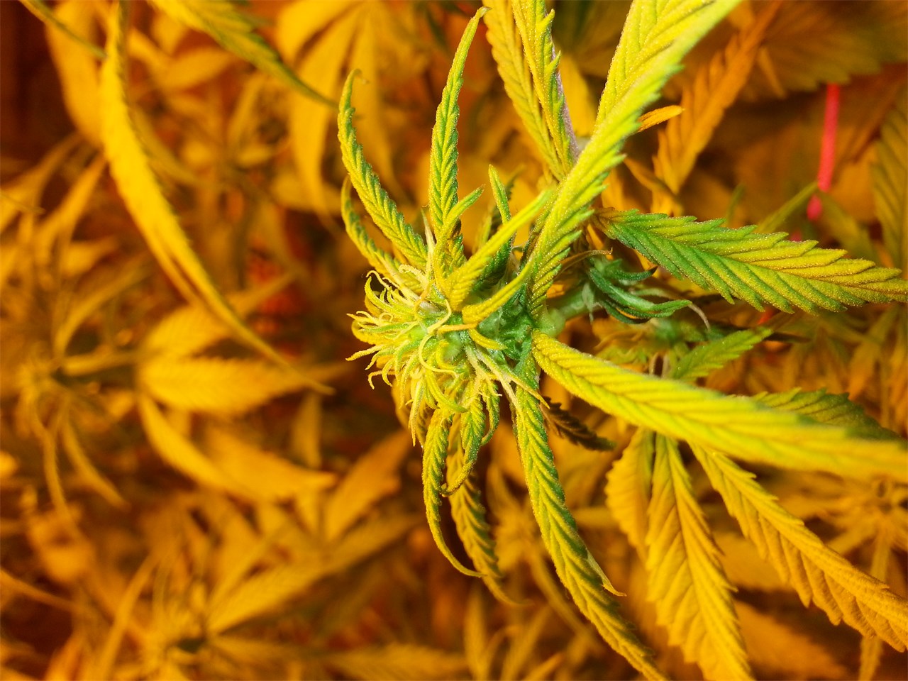 Green Queen marijuana strain flower with apricot and grapefruit flavor and energetic / uplifted effects - Rare Harvest hybrid