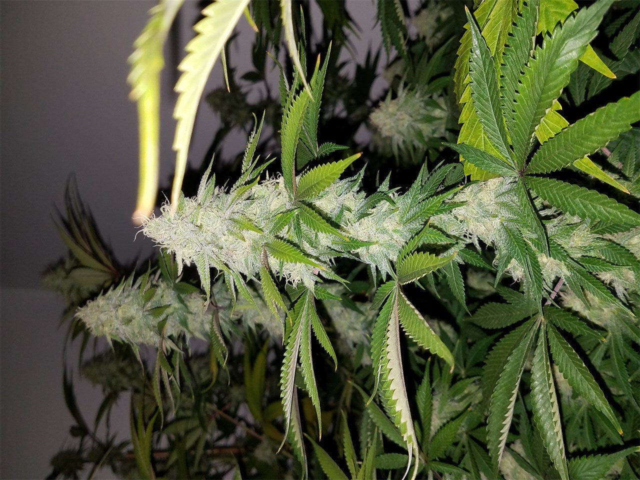 Green Ribbon marijuana strain flower with pine and tea flavor and energetic / uplifted effects - Rare Harvest hybrid