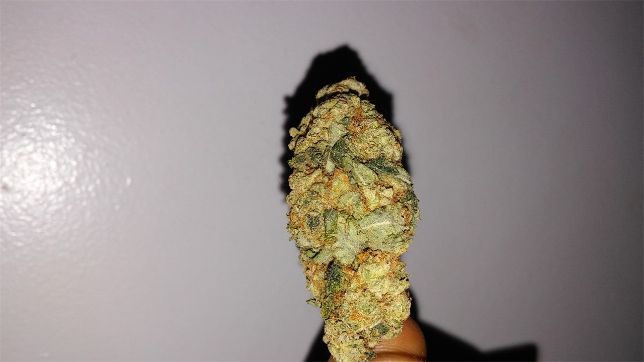 Grilled Cheese marijuana strain flower with cheese and blue cheese flavor and energetic / creative effects - Rare Harvest hybrid