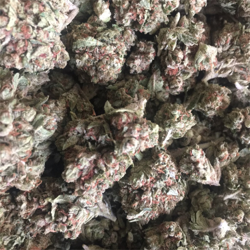 Gucci OG marijuana strain flower with pine and lemon flavor and giggly / uplifted effects - Rare Harvest hybrid