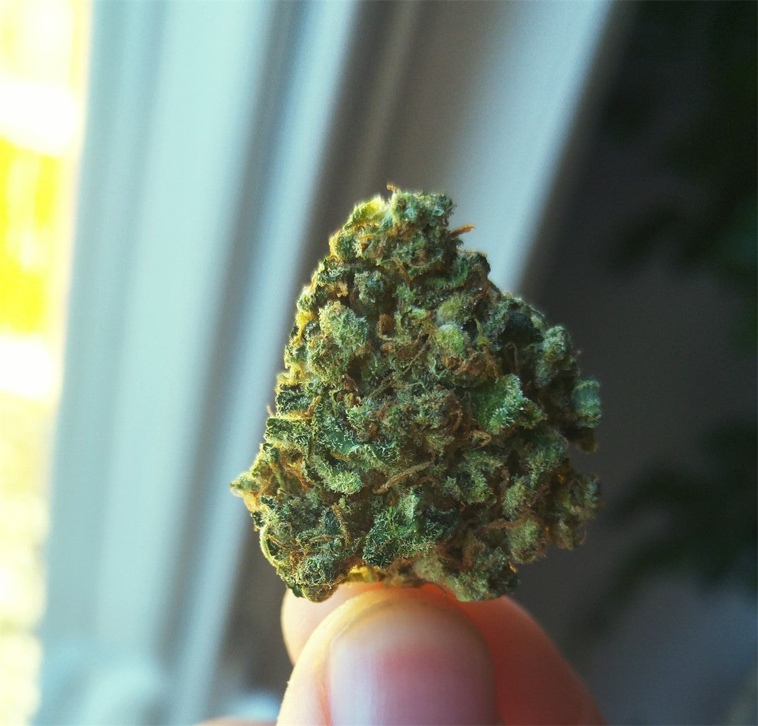 Harmonia marijuana strain flower with mango and berry flavor and relaxed / creative effects - Rare Harvest indica