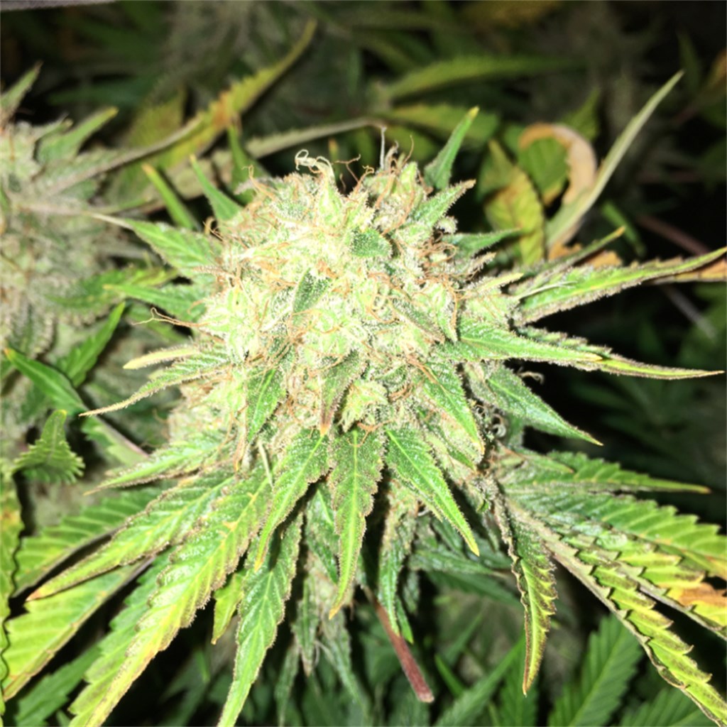 Gupta Haze marijuana strain flower with earthy and lemon flavor and creative / happy effects - Rare Harvest hybrid