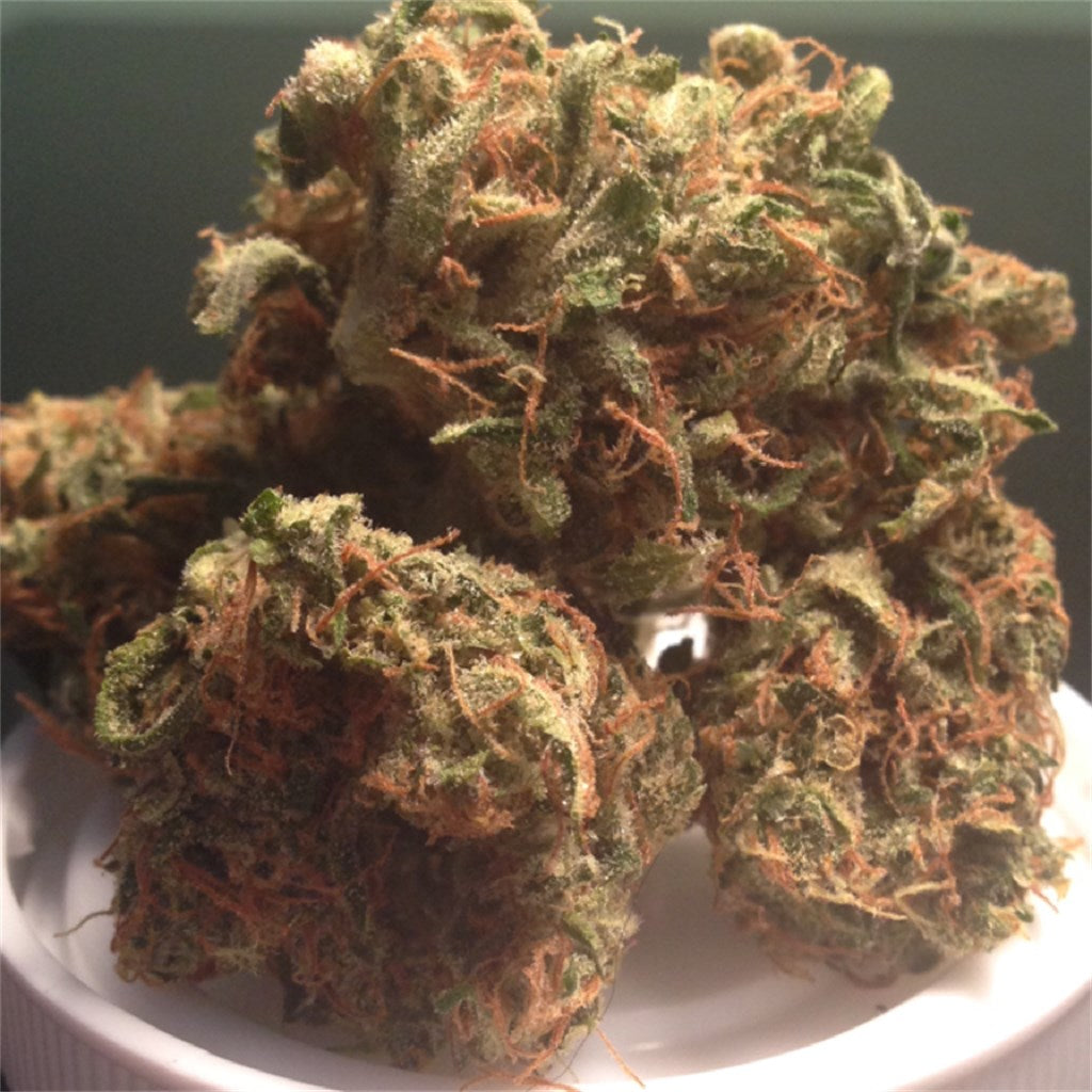 Haleigh’s Hope marijuana strain flower with pine and earthy flavor and relaxed / focused effects - Rare Harvest hybrid