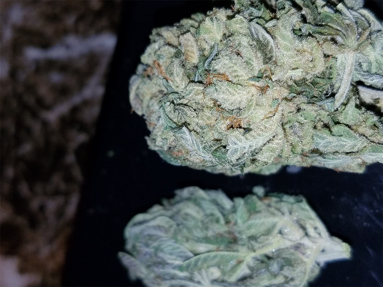 Hammerhead marijuana strain flower with blue cheese and diesel flavor and sleepy / creative effects - Rare Harvest indica