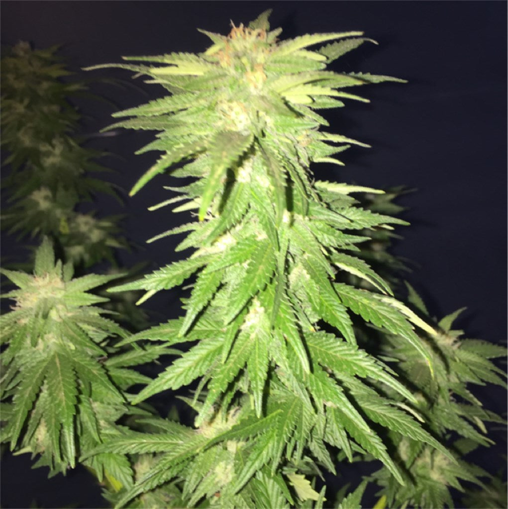 Harlequin marijuana strain flower with woody and earthy flavor and focused / relaxed effects - Rare Harvest sativa
