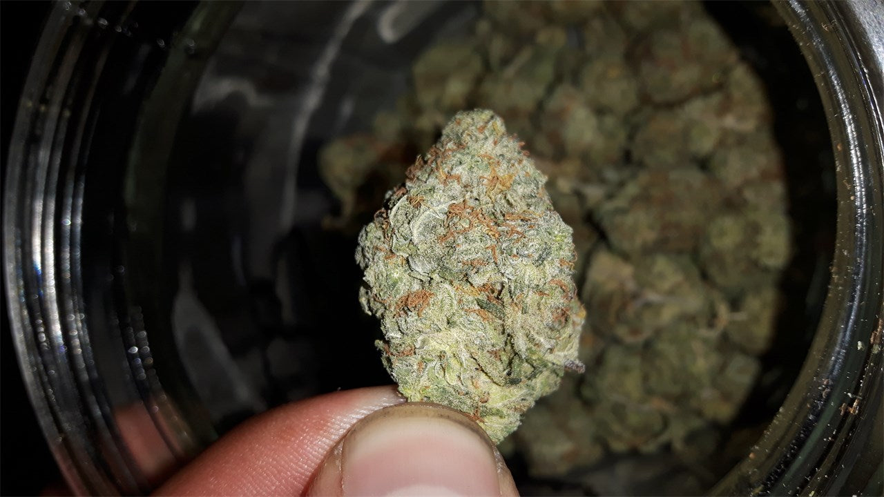 Harry Potter marijuana strain flower with citrus and sweet flavor and creative / uplifted effects - Rare Harvest hybrid