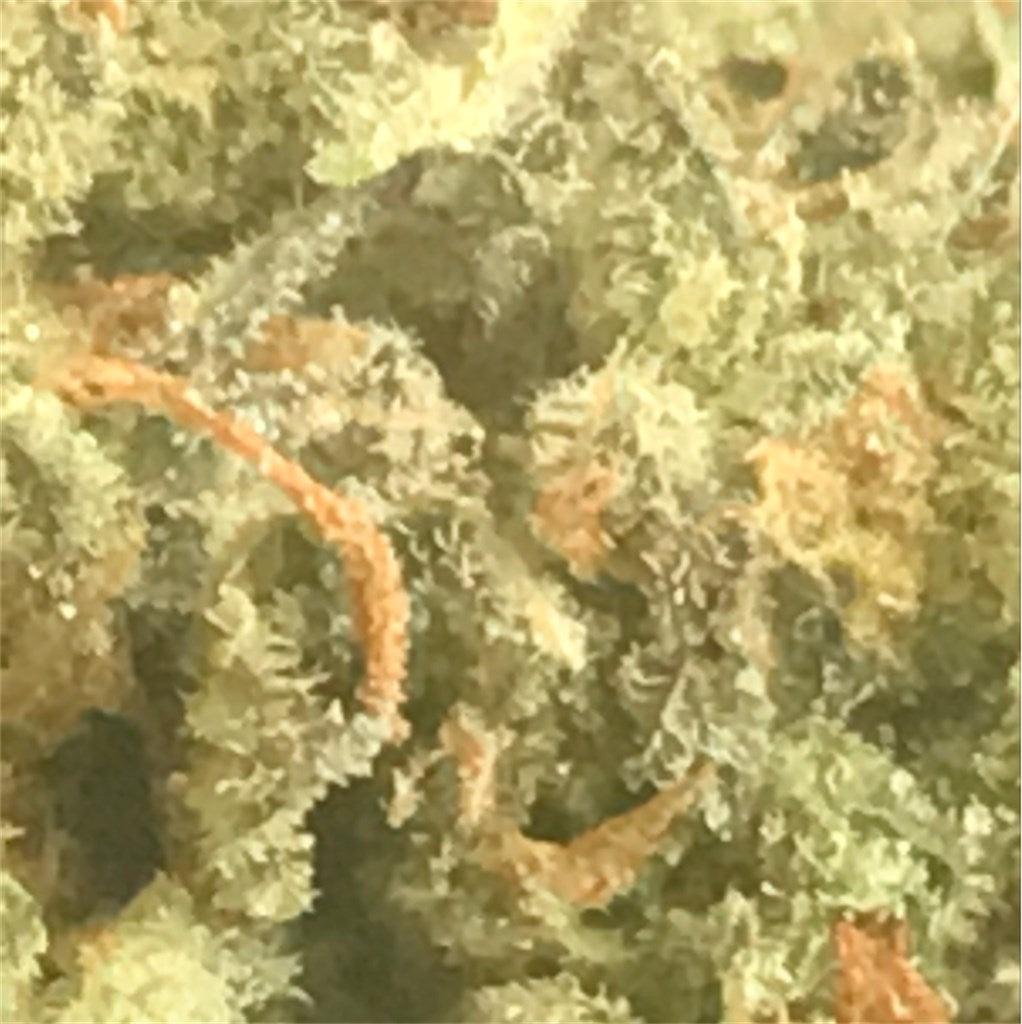 Hash Plant marijuana strain flower with woody and spicy/herbal flavor and sleepy / relaxed effects - Rare Harvest indica